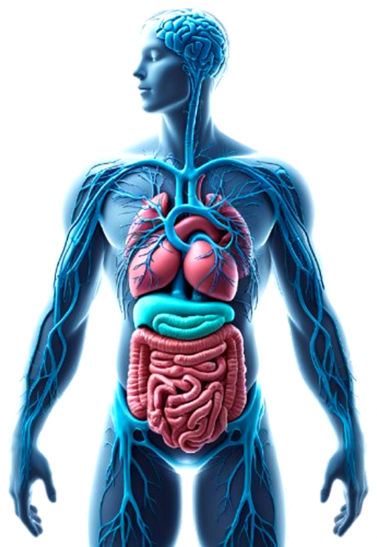 Gemelo digital humano